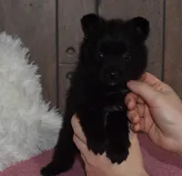 Bear, a male Pomeranian for sale in Middlebury, IN – Photo 3 of 5