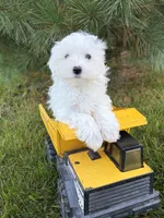 Flynn, a male Maltese for sale in Middlebury, IN – 2 of 4