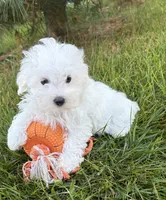 Fenton , a male Maltese for sale in Middlebury, IN – 3 of 5