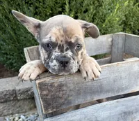Dixie, a female French Bulldog for sale in Middlebury, IN – 2 of 4