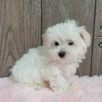 Bonnie, a female Maltese for sale in Middlebury, IN – Photo 7 of 8
