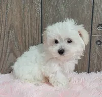 processed/dce86e4c-490c-4e94-9af8-0a9e9d1dec30/listing/9867c242-3621-4996-a924-13e879a1a74e/0e9e9088-515b-43c8-ae20-3729c55726b2