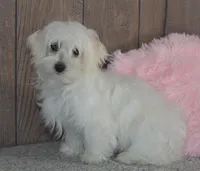 Bonnie, a female Maltese for sale in Middlebury, IN – Photo 4 of 8