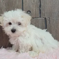 Bonnie, a female Maltese for sale in Middlebury, IN – Photo 6 of 8