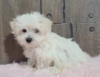 processed/dce86e4c-490c-4e94-9af8-0a9e9d1dec30/listing/9867c242-3621-4996-a924-13e879a1a74e/4c7da882-ecbf-40cf-978d-4a9c79c2d85d