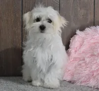 Bonnie, a female Maltese for sale in Middlebury, IN – Photo 1 of 8
