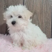Bonnie, a female Maltese for sale in Middlebury, IN – Photo 8 of 8