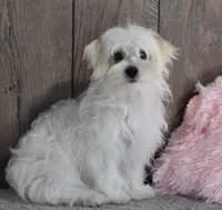 Bonnie, a female Maltese for sale in Middlebury, IN – Photo 3 of 8