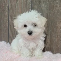 Bonnie, a female Maltese for sale in Middlebury, IN – Photo 5 of 8