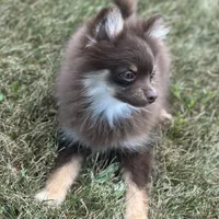 Precious, a female Pomeranian for sale in Middlebury, IN – Photo 3 of 10