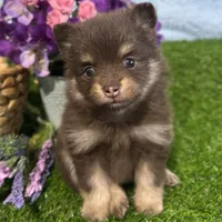 Precious, a female Pomeranian for sale in Middlebury, IN – Photo 9 of 10