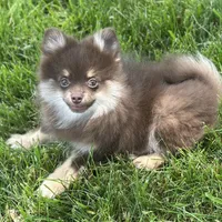 Precious, a female Pomeranian for sale in Middlebury, IN – Photo 4 of 10