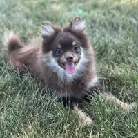 Precious, a female Pomeranian for sale in Middlebury, IN – Photo 2 of 10