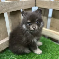Precious, a female Pomeranian for sale in Middlebury, IN – Photo 7 of 10