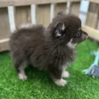 Precious, a female Pomeranian for sale in Middlebury, IN – Photo 8 of 10