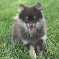 Precious, a female Pomeranian for sale in Middlebury, IN – Photo 6 of 10