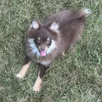 Precious, a female Pomeranian for sale in Middlebury, IN – Photo 1 of 10