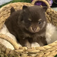 Precious, a female Pomeranian for sale in Middlebury, IN – Photo 10 of 10