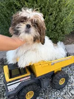 Tyler, a male Shih Tzu for sale in Middlebury, IN – 3 of 4