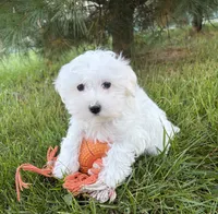 Flynn, a male Maltese for sale in Middlebury, IN – 3 of 4