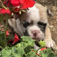 Rajah, a female French Bulldog for sale in Middlebury, IN – Photo 5 of 8