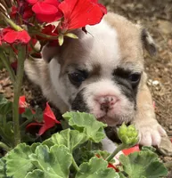 Rajah, a female French Bulldog for sale in Middlebury, IN – Photo 5 of 8