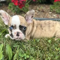 Rajah, a female French Bulldog for sale in Middlebury, IN – Photo 2 of 8