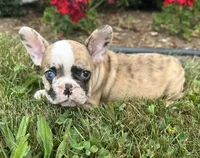 Rajah, a female French Bulldog for sale in Middlebury, IN – Photo 2 of 8