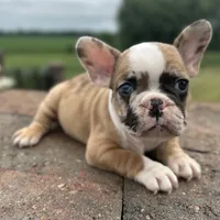 Rajah, a female French Bulldog for sale in Middlebury, IN – Photo 3 of 8