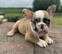 Rajah, a female French Bulldog for sale in Middlebury, IN – Photo 3 of 8