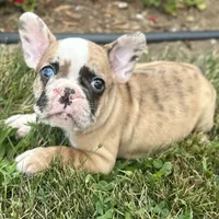Rajah, a female French Bulldog for sale in Middlebury, IN – Photo 1 of 8