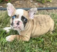 Rajah, a female French Bulldog for sale in Middlebury, IN – Photo 1 of 8