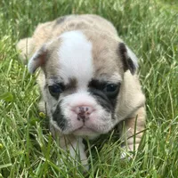 Rajah, a female French Bulldog for sale in Middlebury, IN – Photo 4 of 8