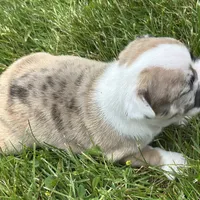 Rajah, a female French Bulldog for sale in Middlebury, IN – Photo 7 of 8