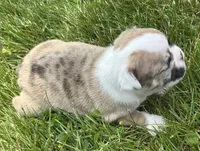 Rajah, a female French Bulldog for sale in Middlebury, IN – Photo 7 of 8