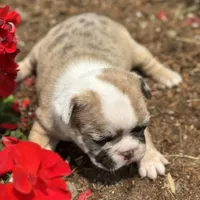 Rajah, a female French Bulldog for sale in Middlebury, IN – Photo 6 of 8