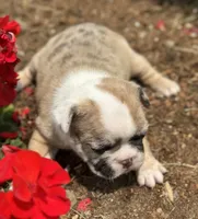 Rajah, a female French Bulldog for sale in Middlebury, IN – Photo 6 of 8