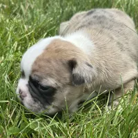Rajah, a female French Bulldog for sale in Middlebury, IN – Photo 8 of 8