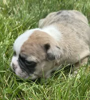 Rajah, a female French Bulldog for sale in Middlebury, IN – Photo 8 of 8