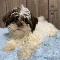 Kassy, a female Shih Tzu for sale in Middlebury, IN – Photo 1 of 4