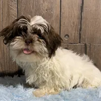 Kassy, a female Shih Tzu for sale in Middlebury, IN – Photo 4 of 4