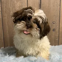 Kassy, a female Shih Tzu for sale in Middlebury, IN – Photo 3 of 4