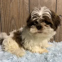 Kassy, a female Shih Tzu for sale in Middlebury, IN – Photo 2 of 4