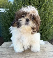 Tyler, a male Shih Tzu for sale in Middlebury, IN – 2 of 4