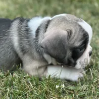 Rita, a female French Bulldog for sale in Middlebury, IN – Photo 3 of 8