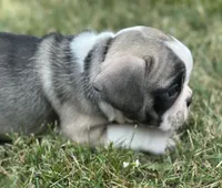 Rita, a female French Bulldog for sale in Middlebury, IN – Photo 3 of 8