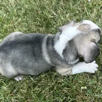 Rita, a female French Bulldog for sale in Middlebury, IN – Photo 4 of 8