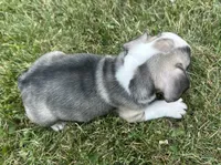 Rita, a female French Bulldog for sale in Middlebury, IN – Photo 4 of 8
