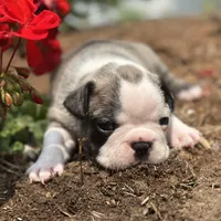 Rita, a female French Bulldog for sale in Middlebury, IN – Photo 5 of 8