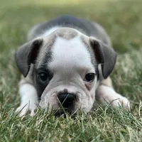 Rita, a female French Bulldog for sale in Middlebury, IN – Photo 2 of 8